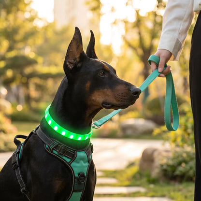 Meilleur Collier Lumineux Pour Chien | NightSafe