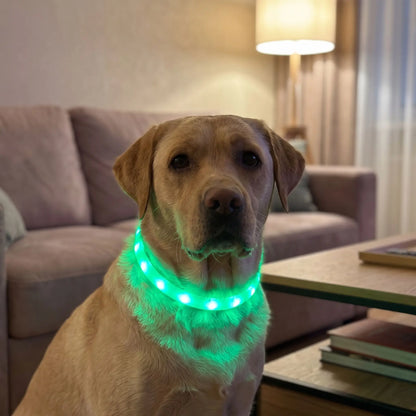Meilleur Collier Lumineux Pour Chien | NightSafe
