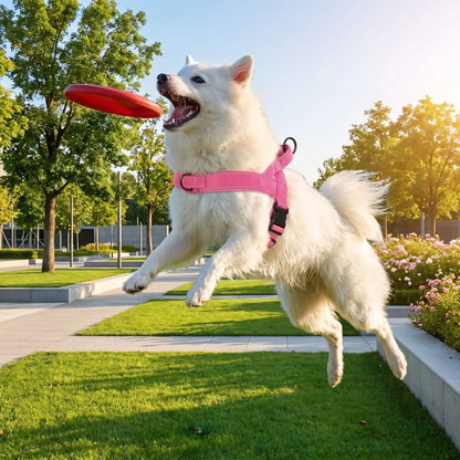 meilleur harnais pour chien en y confortable