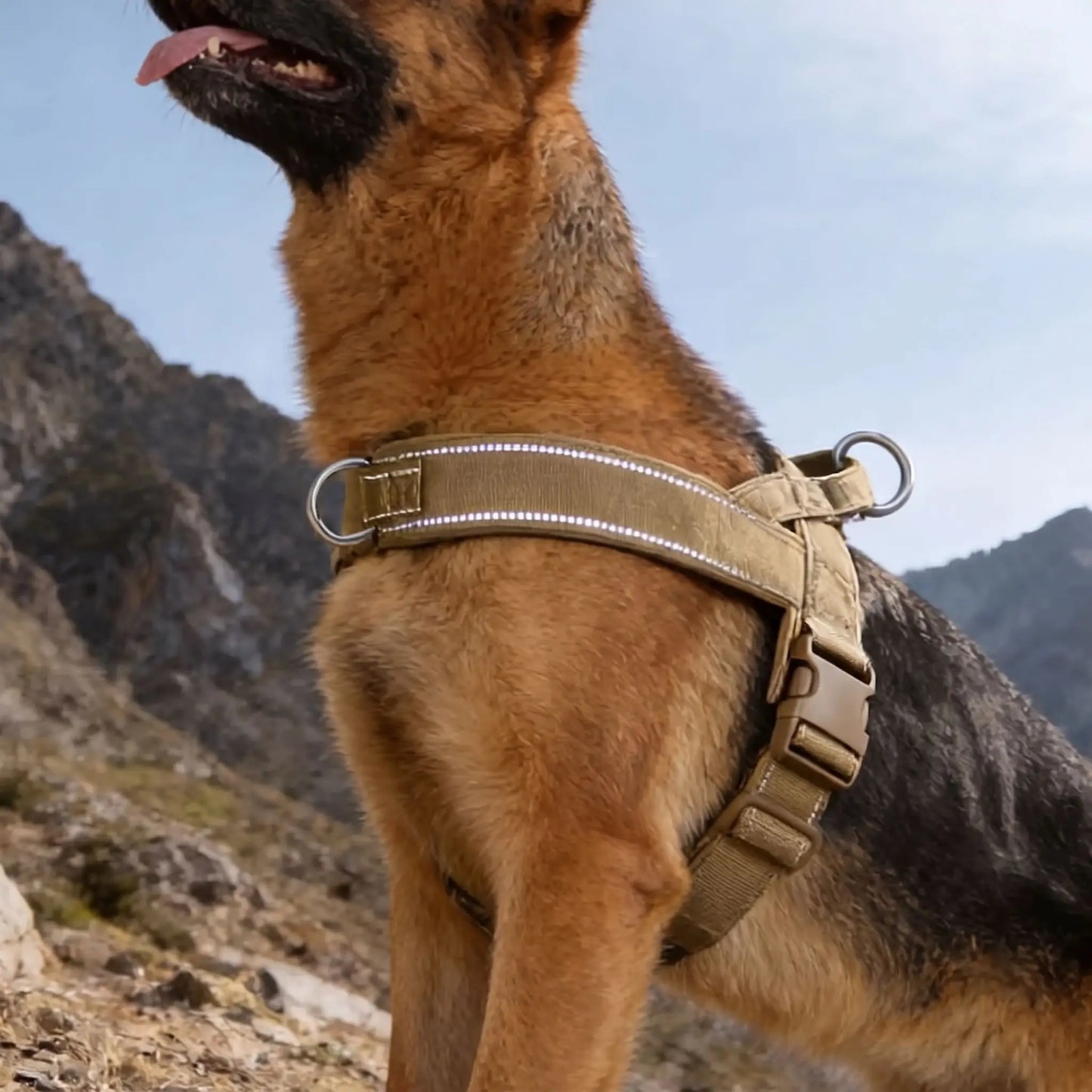 meilleur harnais pour chien en y