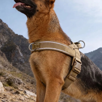 meilleur harnais pour chien en y