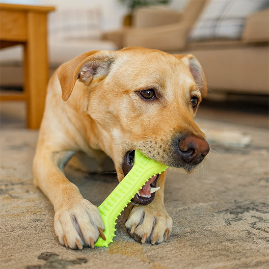 meilleur os à mâcher pour chien contre l'ennui destructeur
