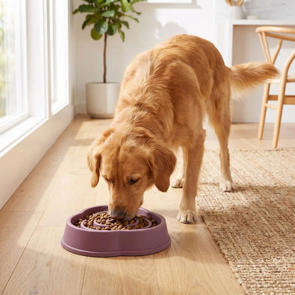 Meilleure Gamelle Anti Glouton Chien | SlowFeed