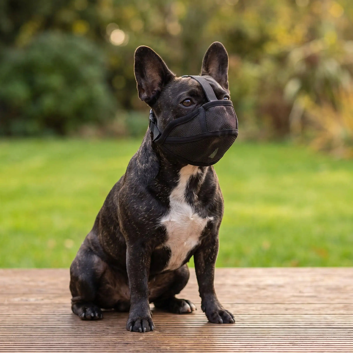 Muselière Bulldog | FreeBreath™️