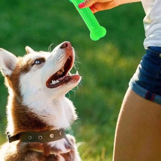 os pour chiot interactif