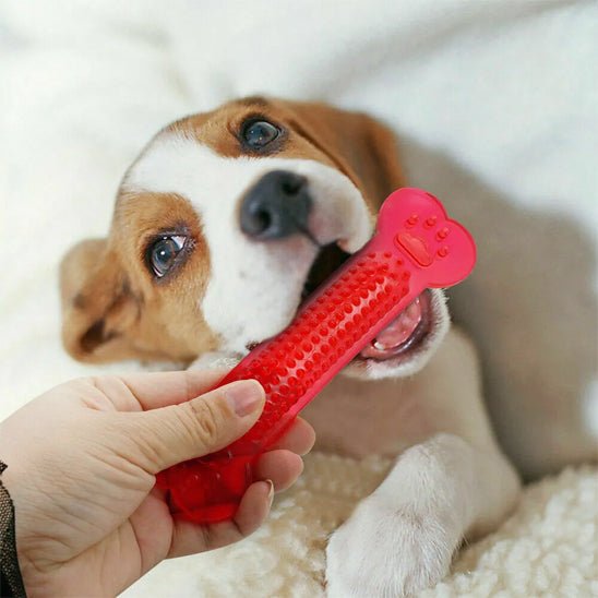 os pour chiot qui preserve la sante dentaire