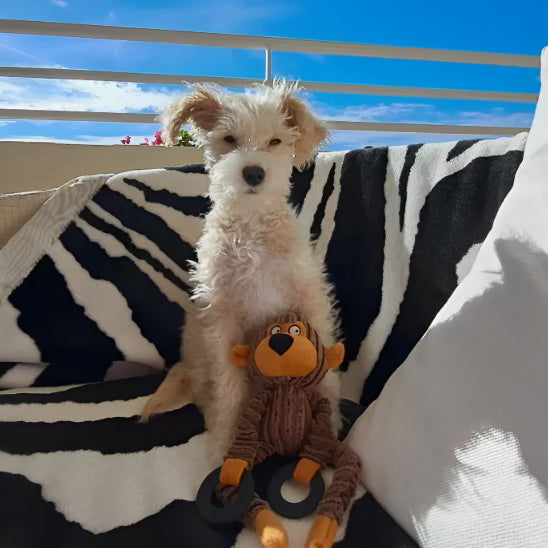 peluche pour chien anti stress adaptée à tous