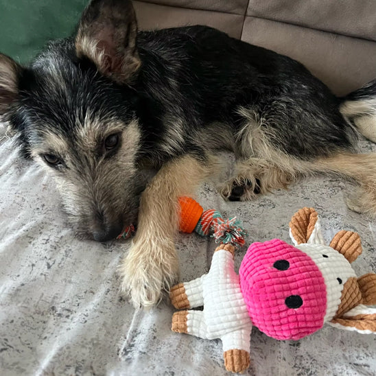  peluche chien en velours côtelé  robuste. 