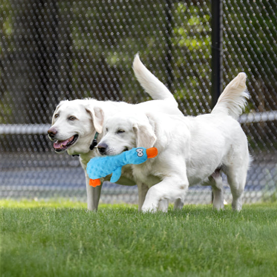 peluche chien résistante aux mordillements