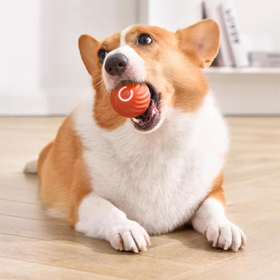 petite balle pour chien avec TPR medical