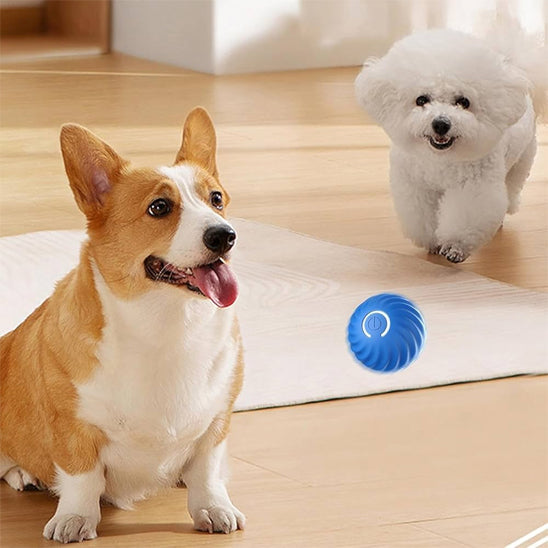 petite balle pour chien en matériau non toxique 