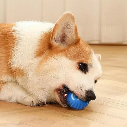 petite balle pour chien interactive