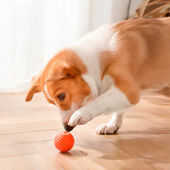petite balle pour chien résistante contre les mâchoires puissantes